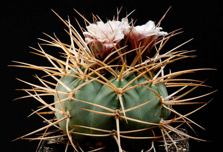 Gymnocalycium cardenasianum